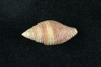 藏品(金黃筆螺)的圖片